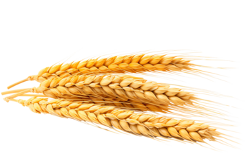 Image shows golden wheat stalks, ready for harvest.