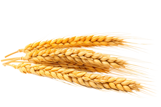 Image shows golden wheat stalks, ready for harvest.