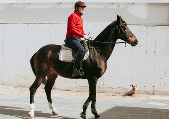 Amateur rider on black horse with dog at equestrian club, copy space.