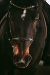 Intimate portrait of a beautiful black horse.
