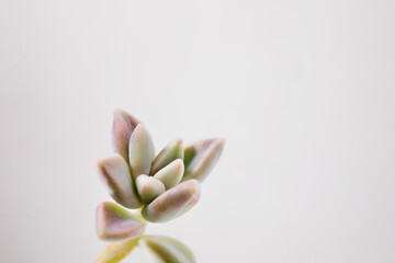 Succulent plant of mother of pearl studio shot