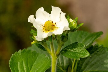 strawberry plant with white blossom