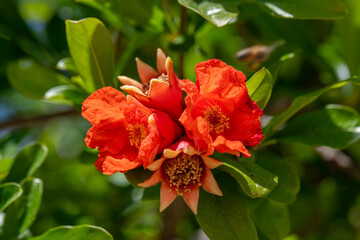 Close up of pomegranate blossom in the bright Spring sunshine in northern Israel
