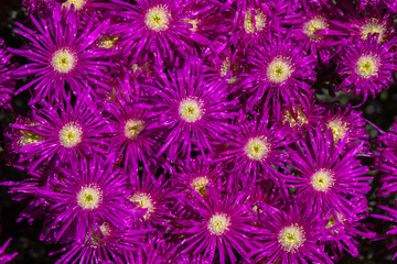 Close up of the beautiful bright fuchsia colored flowers of the succulent plant Creeping Redflush...