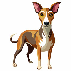 Brown and white dog standing on white background, carnivore, terrestrial animal