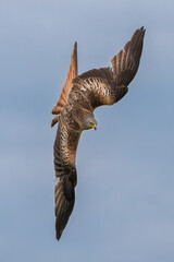 Red kite - Milvus milvus in flight with spread wings with blue sky in background. Photo from Lubusz...