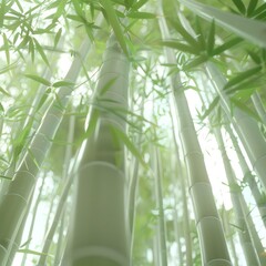 bamboo forest, natural and soft lighting, harmonious atmosphere, white and jade colors