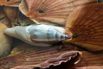 Conchas , Albufeira, Algarve