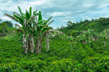 Coffee fields in the majestic Andes Mountains around Jerico, Jericó, Antioquia, Colombia. Fields, banana trees. Green landscape. Cloudy blue sky.