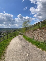 Fototapeta na wymiar Wanderweg in den Weinbergen von Kröv an der Mosel im Frühling 