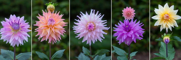 Six dahlia flowers, each a different color, arranged neatly in a straight line