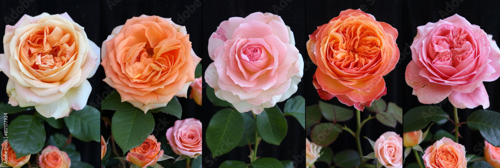 Poster a linear arrangement of vibrant pink and orange roses in full bloom, creating a striking visual disp