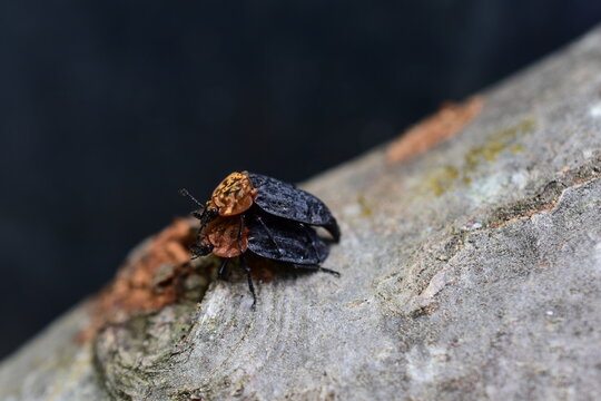 Rothalsige Silphe, Oiceoptoma thoracicum, K&auml;fer bei der Paarung, braun-schwarz