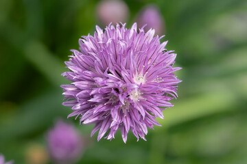 fiore di erba cipollina