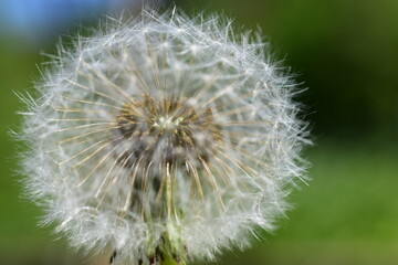 Löwenzahn, Pusteblume in Nahaufnahme, Hintergrund