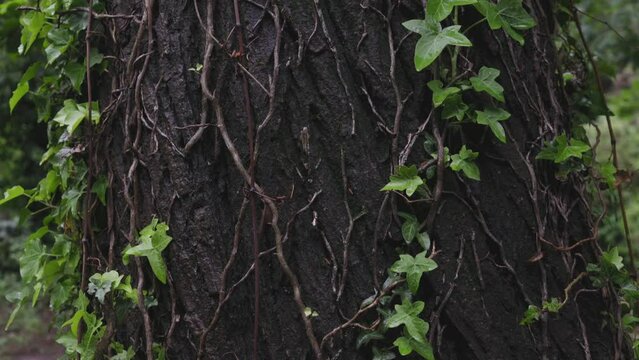 Texture of tree trunk in the forest close up with ivy plant twine on it