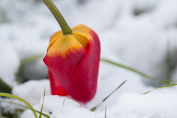 Red tulip flower against the background of fallen snow.