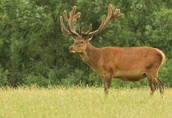 Red deer wildlife Cervus elaphus antlers fawn western roe deer male European graze in meadow nice eyes fur forest in mountains, nice darling, widespread species hunting animal care, hunted Europe
