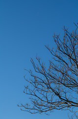 Obraz premium Leafless Tree Under Clear Sky in Winter.