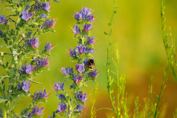 Honey bee collecting nectar from blue wildflowers, covered in pollen, showcasing the vital role of...