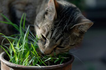 A cat eating a cat grass