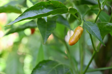 View of a chili spike that is ripening on a white chili variety plant