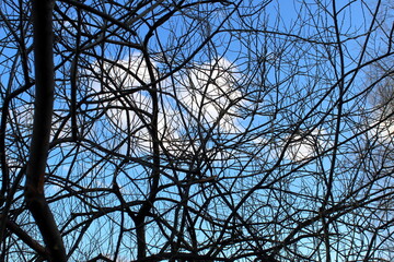 Tree without leaves against a background of blue sky with white clouds.