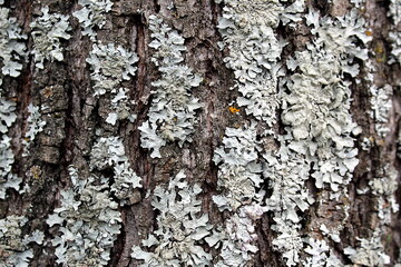 Texture, birch tree bark affected by fungus.