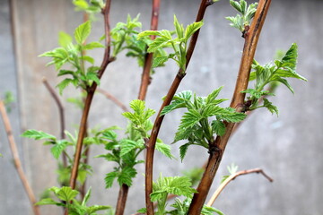 In spring, green raspberry leaves bloom.
