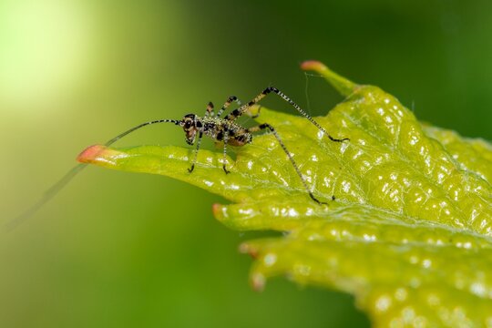 Phaneroptera nana