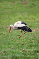The stork on the spring meadow is looking for food