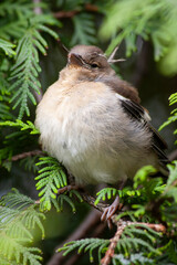 The young bird learns to fly, sat on the bush