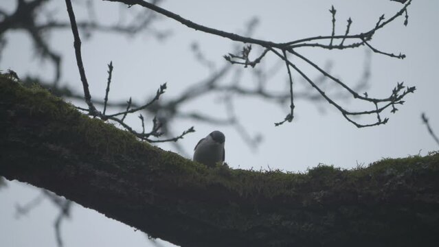 Busy Nuthatcher Seraching for Food on a Thick Tree Branch, Low Angle View