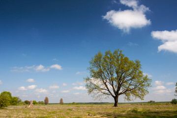 Panorama of an open space with a single tree in the meadow