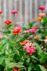 Zinnias in a garden