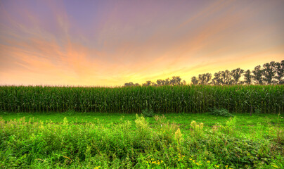 Sunset light falls over a corn field in rural Noord-Brabant, The Netherlands.