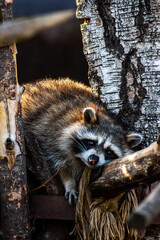 tired raccoon lies on a tree