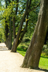 Alley of old trees