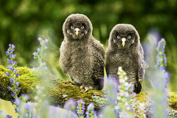 Great grey owl Strix nebulosa bird young northern long-eared owl feather dusty fluff wild nature...