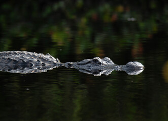 alligator in the water