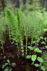 Horsetail fern in the forest. WA. USA
