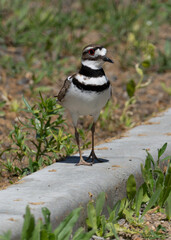 Killdeer bird in a newly developed residential neighborhood.