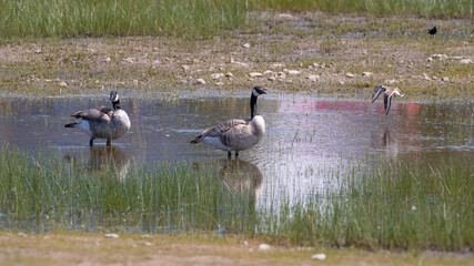Two geese enjoying a water pond while small bird is captured mid flight.
