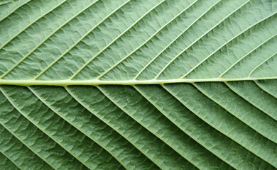 Green leaf pattern texture.