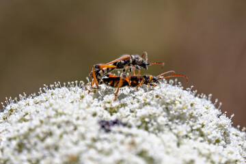 Close up of Longhorn Beetles scientific name Stenopterus flavicornis mating on a Queen Anne's Lace...