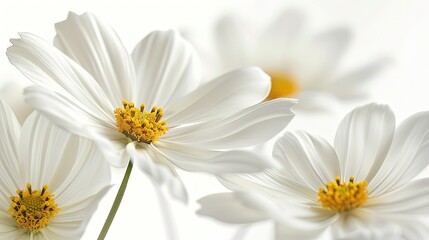 Close-Up Photography of White Daisies with Yellow Centers