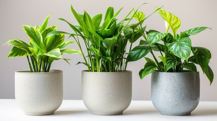 Fototapeta premium Ceramic Pots and Verdant Delights