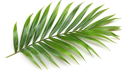 Vibrant Green Palm Leaf in Contrast