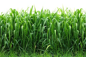 Fototapeta premium Serene Landscape of Tall Grasses