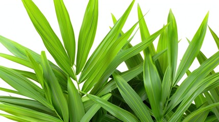 Obraz premium Close-Up View of Aloe Vera Plant Features